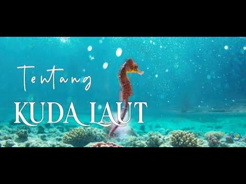 Pantau Laut Indonesia - Tentang Kuda Laut