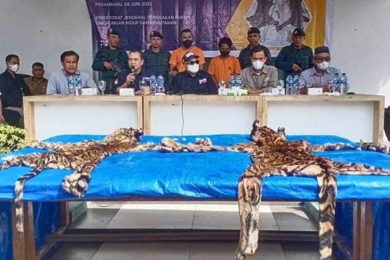 Polisi Kehutanan Tangkap 3 Penjual Kulit Harimau Sumatera di Riau
