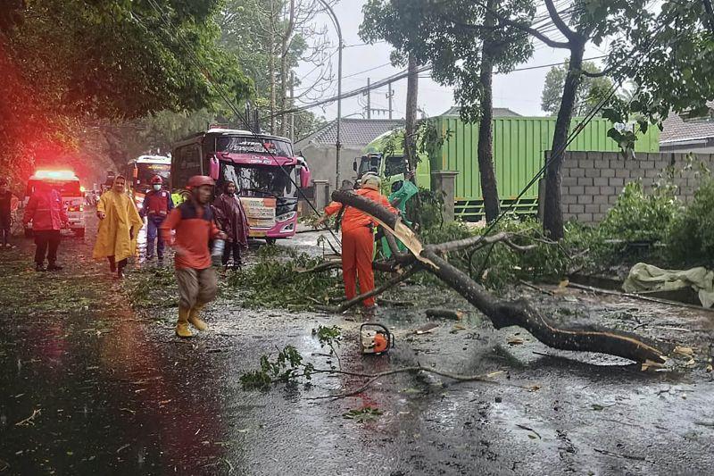 Innalillahi, Pohon Tumbang Tewaskan Satu Pesepeda Motor di Malang