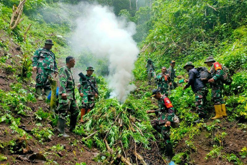 Dua Hektar Ladang Ganja Ditemukan di Pegunungan Tangse, Langsung Dimusnahkan Kodim Pidie