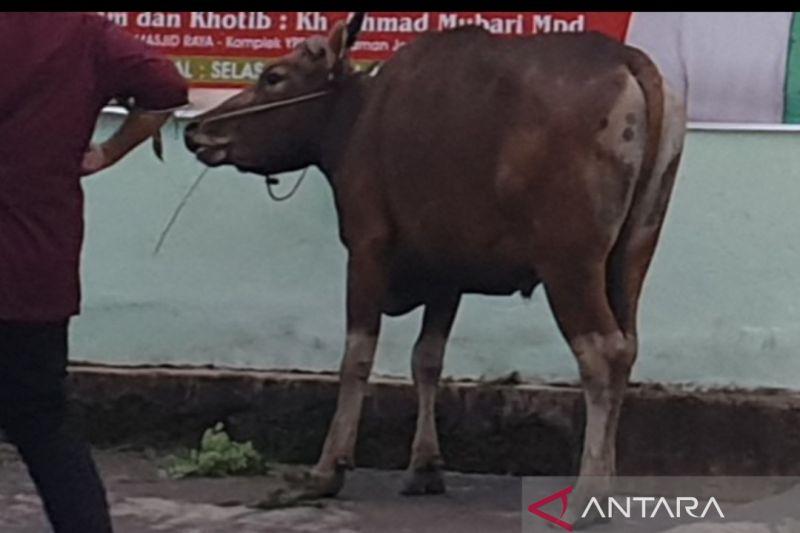 Enam Belas Sapi di Sumsel Positif Penyakit Mulut dan Kuku