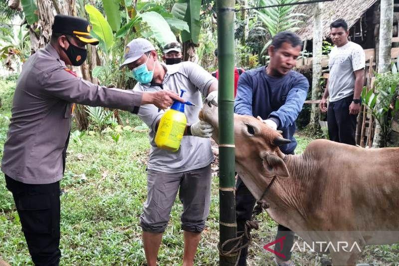 1.024 Ekor Sapi dan Kerbau di Aceh Barat Terjangkit PMK