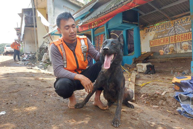 Walet Si Anjing Pemburu yang Berhasil Temukan 10 Jenazah Korban Gempa di Cijedil