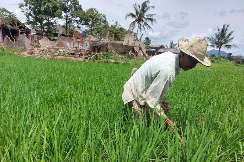 Trauma Gempa Cianjur, Petani Korban Gempa Enggan Kembali ke Sawah