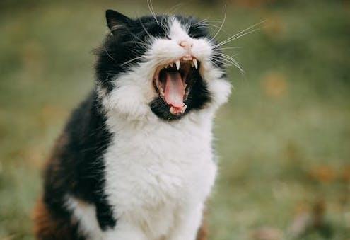 Tak Hanya Anjing, Kucing Ternyata Mampu Menularkan Virus Rabies
