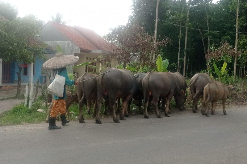 Petani Lebak Jadikan Ternak Kerbau sebagai Andalan Ekonomi