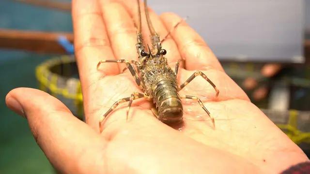 Bea Cukai Berhasil Tangkap Pelaku Penyelundupan Hewan, Benih Lobster Rp5,3 M Diamankan