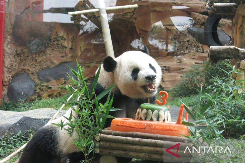 Taman Safari Bogor Bayar Rp3 Miliar untuk Sewa Dua Ekor Panda dari China
