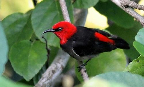 Ini Alasan Nama Iriana Jokowi Diabadikan untuk Burung dari Pulau Rote