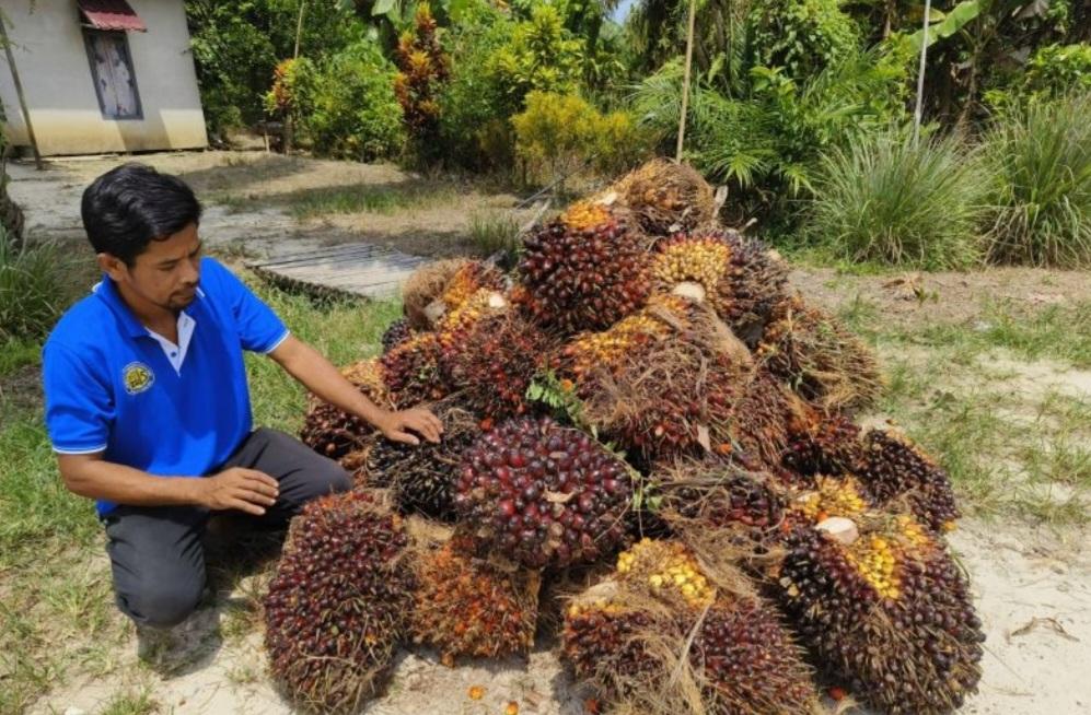 Harga TBS Sawit Rp2000 per Kg, Petani Kalbar Meringis