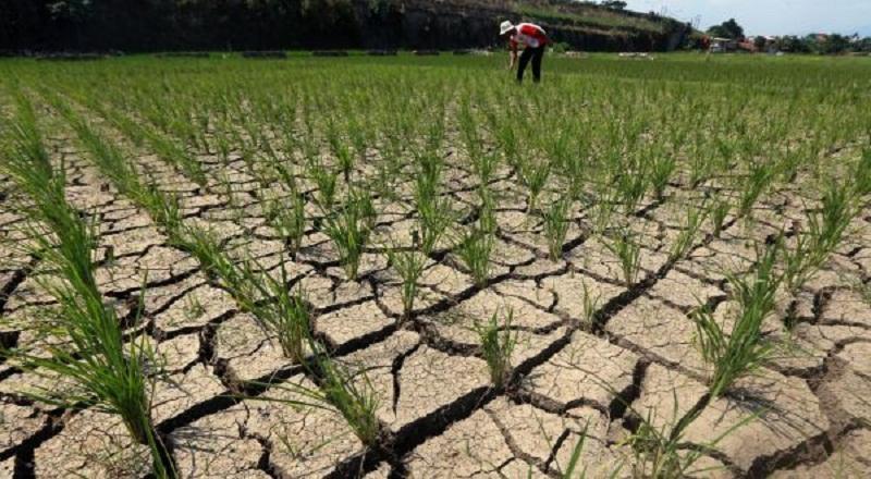 Komisi IV DPR Kritik Lemahnya Antisipasi Pemerintah Terhadap Dampak El Nino