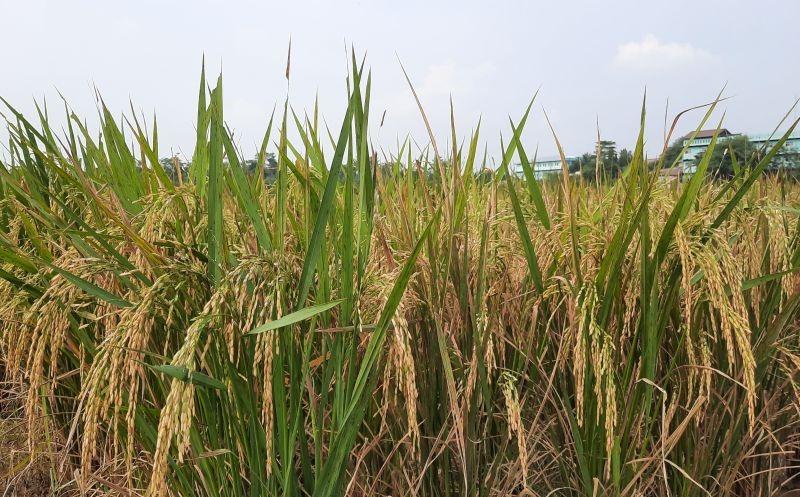 Kemarau Panjang, Seluas 4,7 Ribu Hektare Sawah di Tangerang Produksi Padi