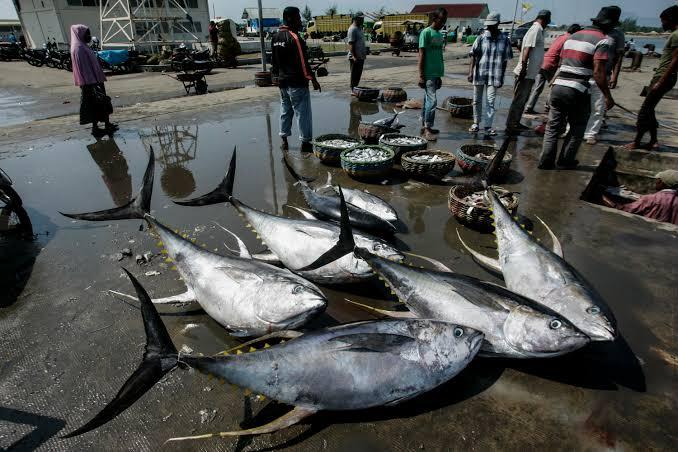 KKP Akui Amerika Serikat dan China Masih Jadi Tujuan Utama Ekspor Perikanan Indonesia