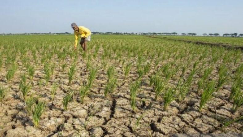 Fenomena El Nino Bikin Sawah Seluas 110 Hektare di Purwakarta Kekeringan