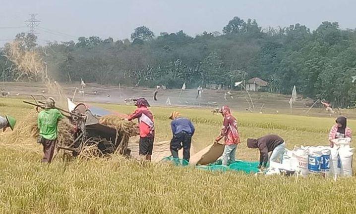 Meski Dilanda Kekeringan, Sawah 20 Hektare di Bojongmangu Bekasi Tetap Panen