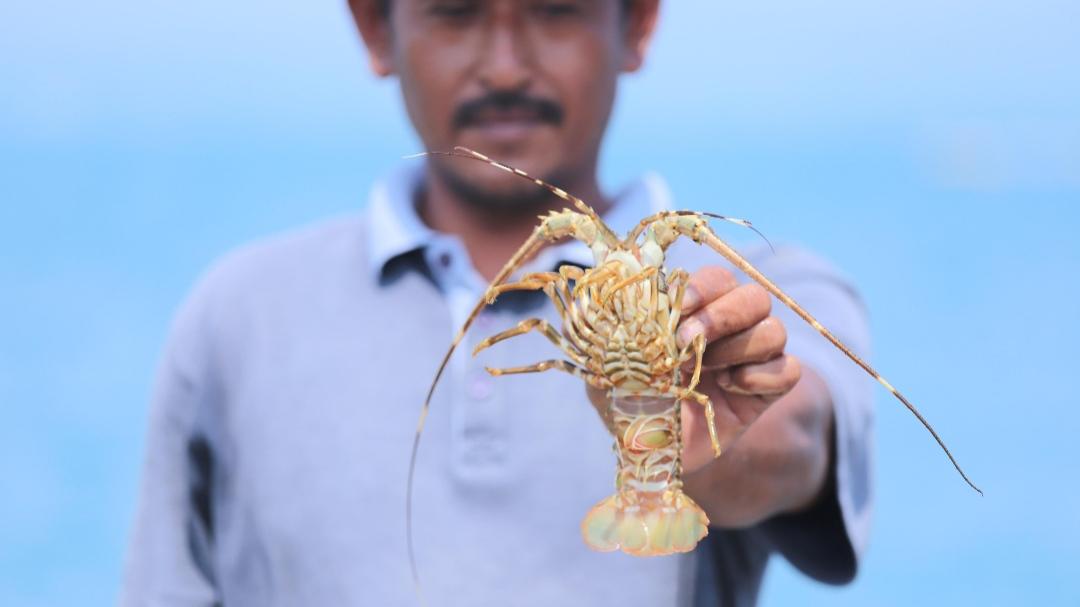 Perubahan Aturan Pengelolaan Lobster Disambut Positif Pelaku Usaha