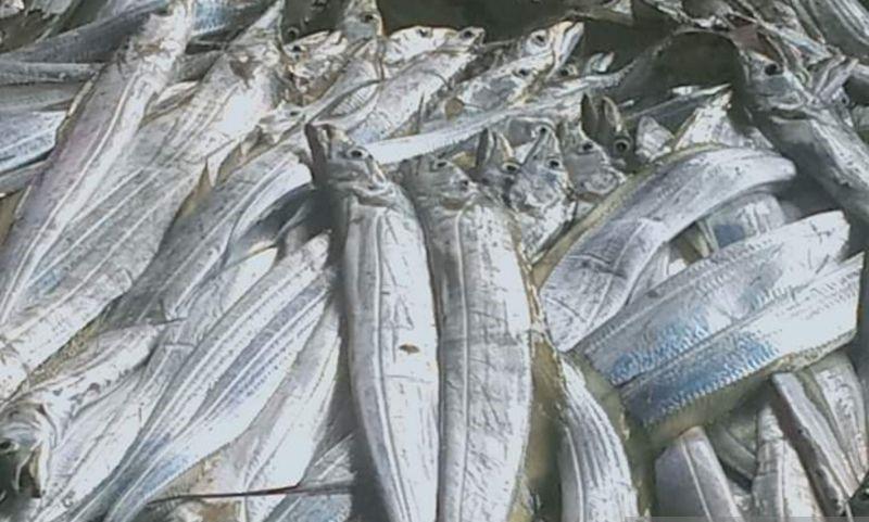 Sepekan Terakhir, Nelayan di Kabupaten Mukomuko Panen Raya Ikan Layur