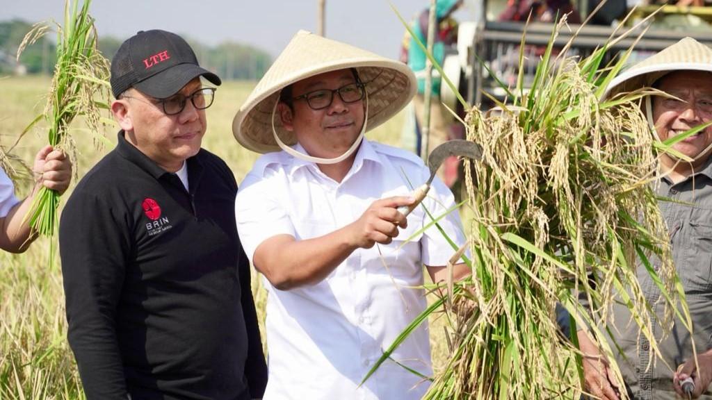 Genjot Produksi Padi, Plt Mentan Panen Padi Super Genjah 65 Hari