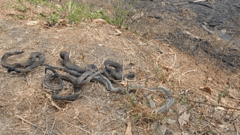 Heboh! Warga Gunung Sindur Temukan Bangkai Kawanan Ular Hangus Terbakar Usai Kebakaran