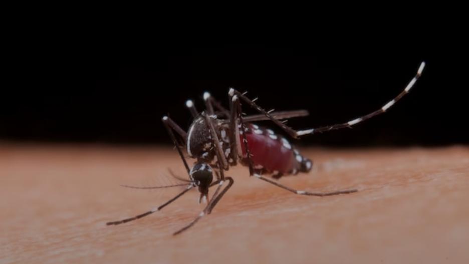 Waduh! Pemkot Jakbar Rawat 4.100 Ember Bibit Nyamuk Bakteri Wolbachia, Buat Apa?