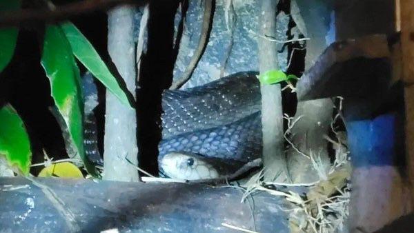 Geger! PPSU di Ciracas Jaktim Temukan Ular Kobra saat Mancing