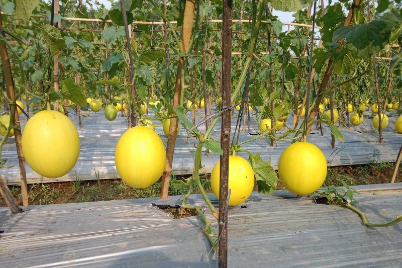Panen Melon Jenis Golden, Omzet Petani di Lebak Capai Rp24 Juta