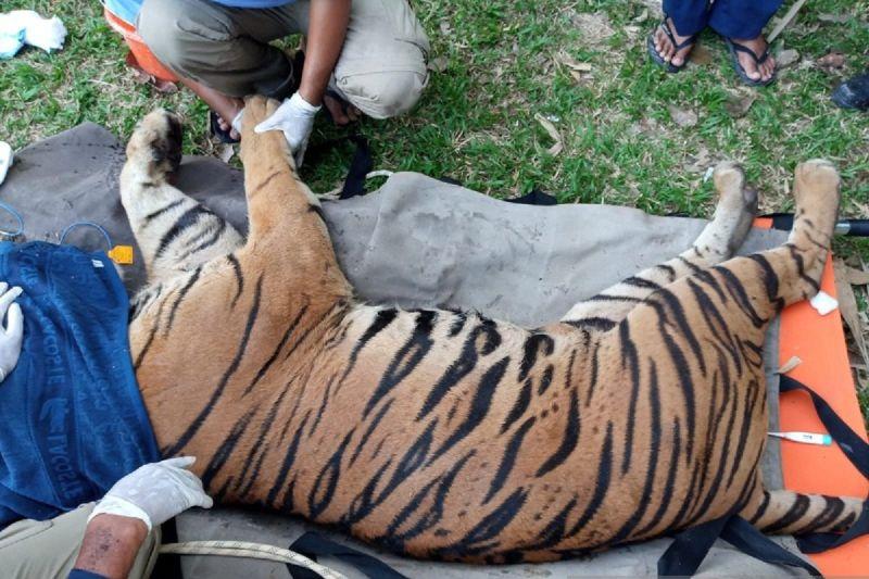 Terungkap 3 Kasus Perdagangan Kulit Harimau Sumatera di Jambi