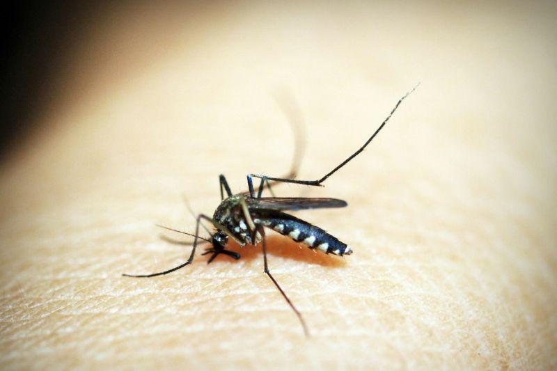 Heboh Nyamuk Wolbachia, Efek Gigitannya Sama Seperti Bentol Biasa
