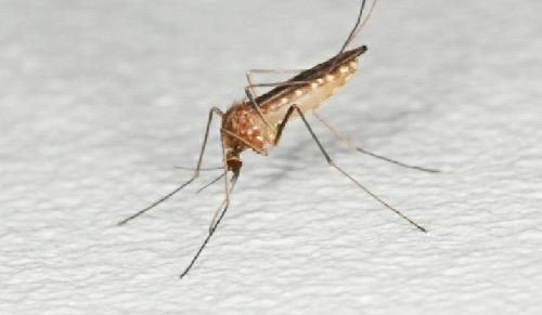 UGM Tepis Anggapan Nyamuk Wolbachia Penyebab Penyakit Japanese Encephalitis