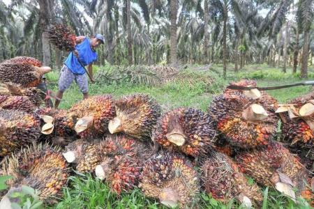 Komisi IX DPR Soroti Dugaan Perbudakan di Perusahaan Kelapa Sawit Kalbar