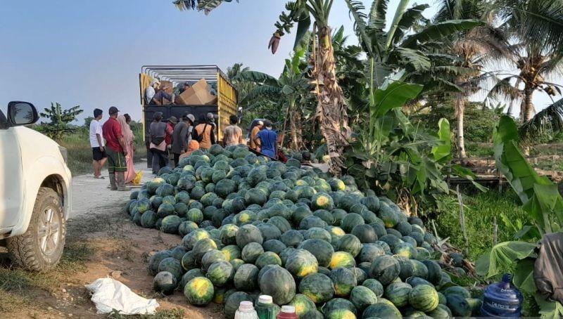 Penajam Raup Berkah Kemarau dengan Panen Semangka 25 Ton per Hektare