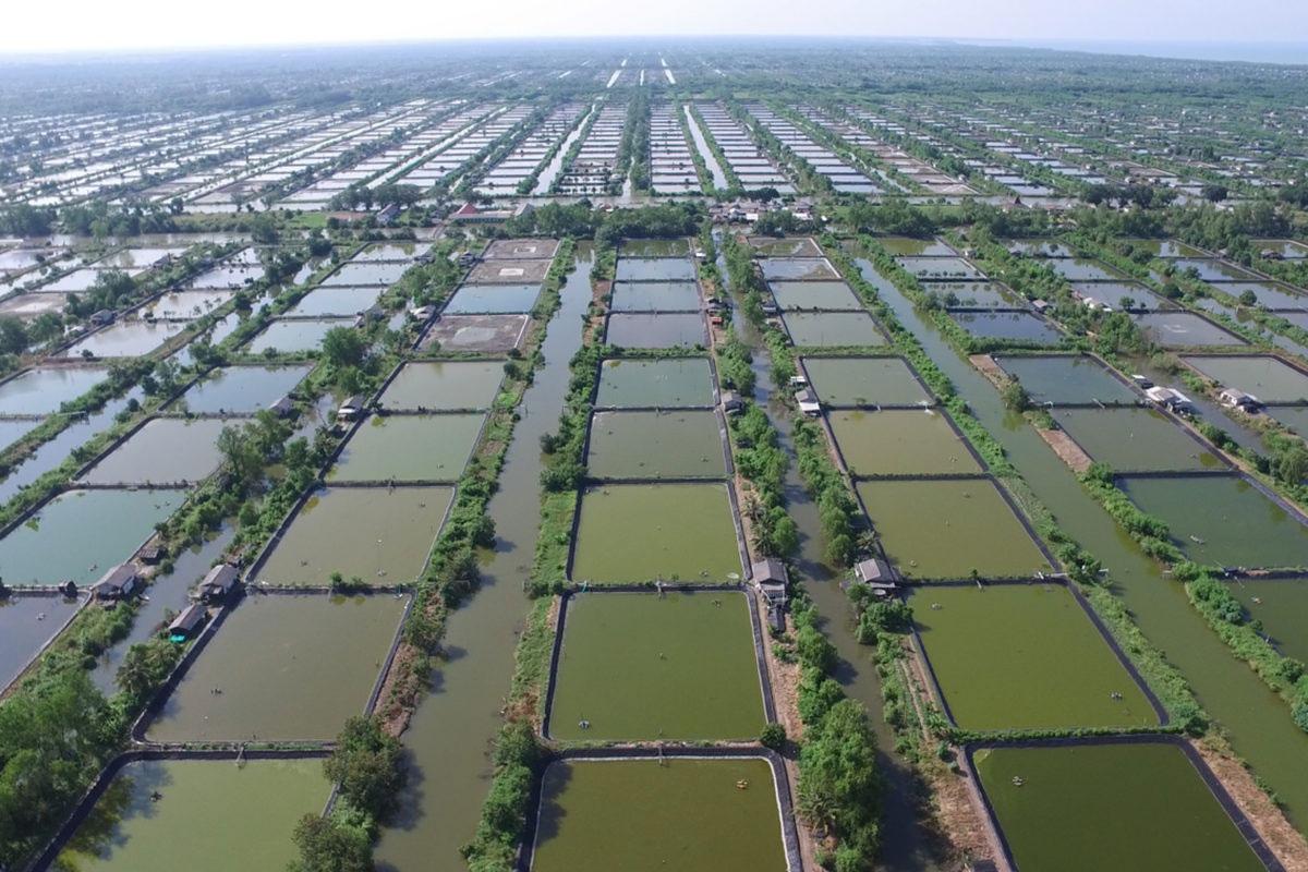 Gubernur Kalteng Bangun Shrimp Estate Guna Tingkatkan Ekonomi Daerah