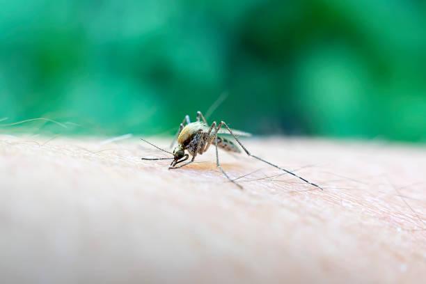 Fenomena El Nino Jadi Biang Kerok Kenaikan Kasus Demam Berdarah Dengue