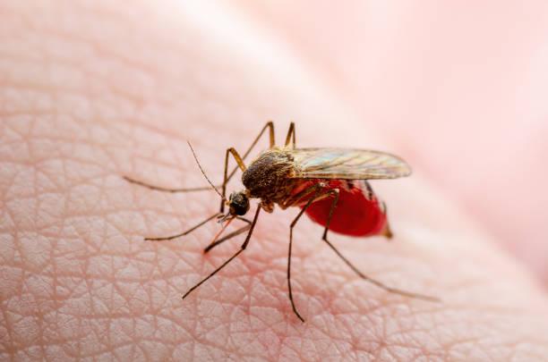 Di Balik Nyamuk Wolbachia yang Ampuh Menekan Demam Berdarah Dengue