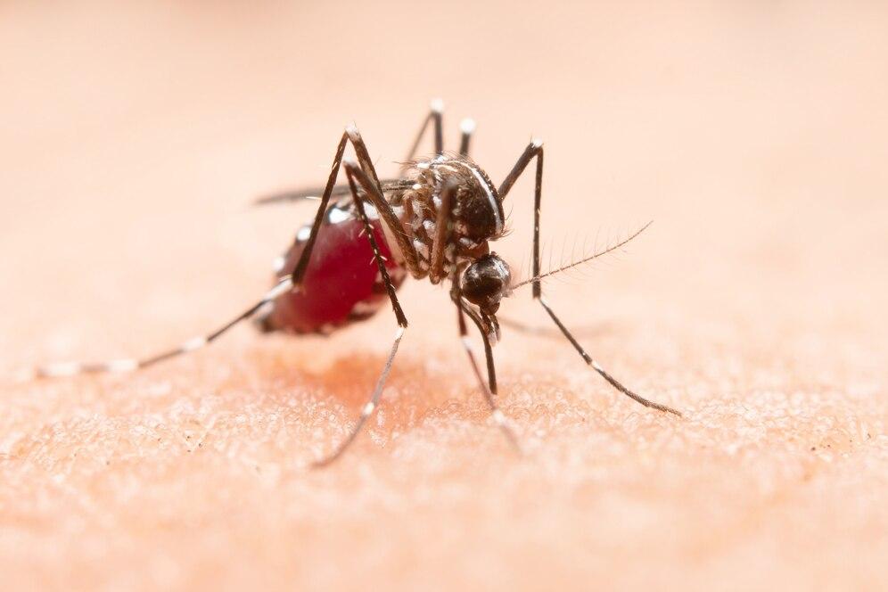 Pakar UGM Tegaskan Program Wolbachia Tak Pangaruhi Populasi Nyamuk
