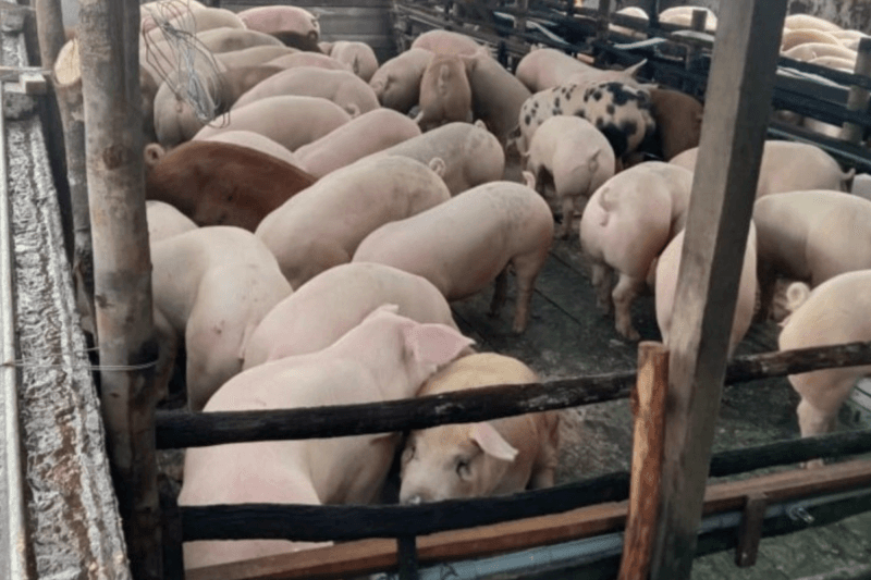 Kebutuhan Daging Babi di Kalbar Dipastikan Cukup untuk Nataru