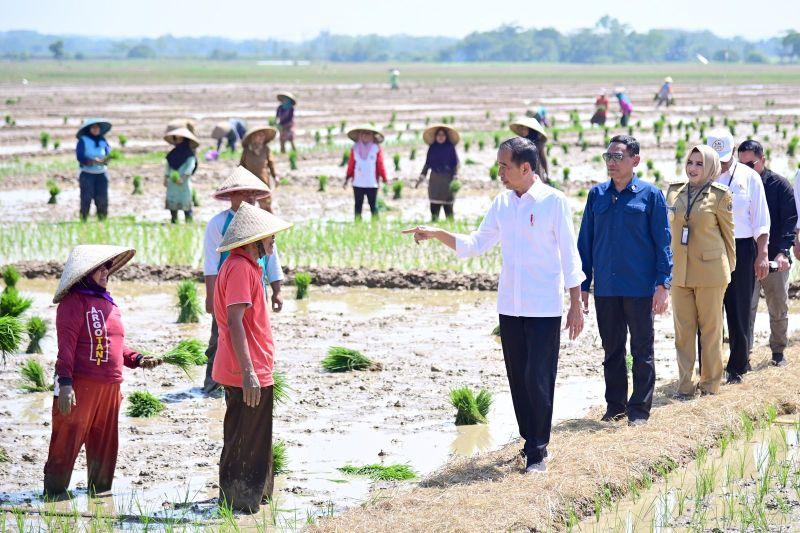 Pasokan Cukup, Jokowi Janji Tambah Subsidi Pupuk