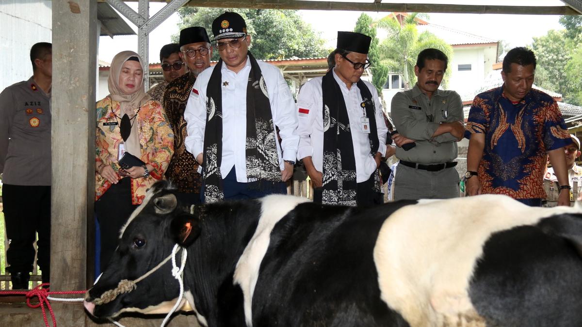 Wamentan Harap Peternak di Pasuruan Libatkan KUD untuk Tingkatkan Populasi Sapi Perah