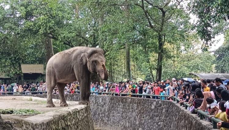 Pengunjung Ragunan Membludak Sampai Susah Parkir, Pengelola Bilang Gini..