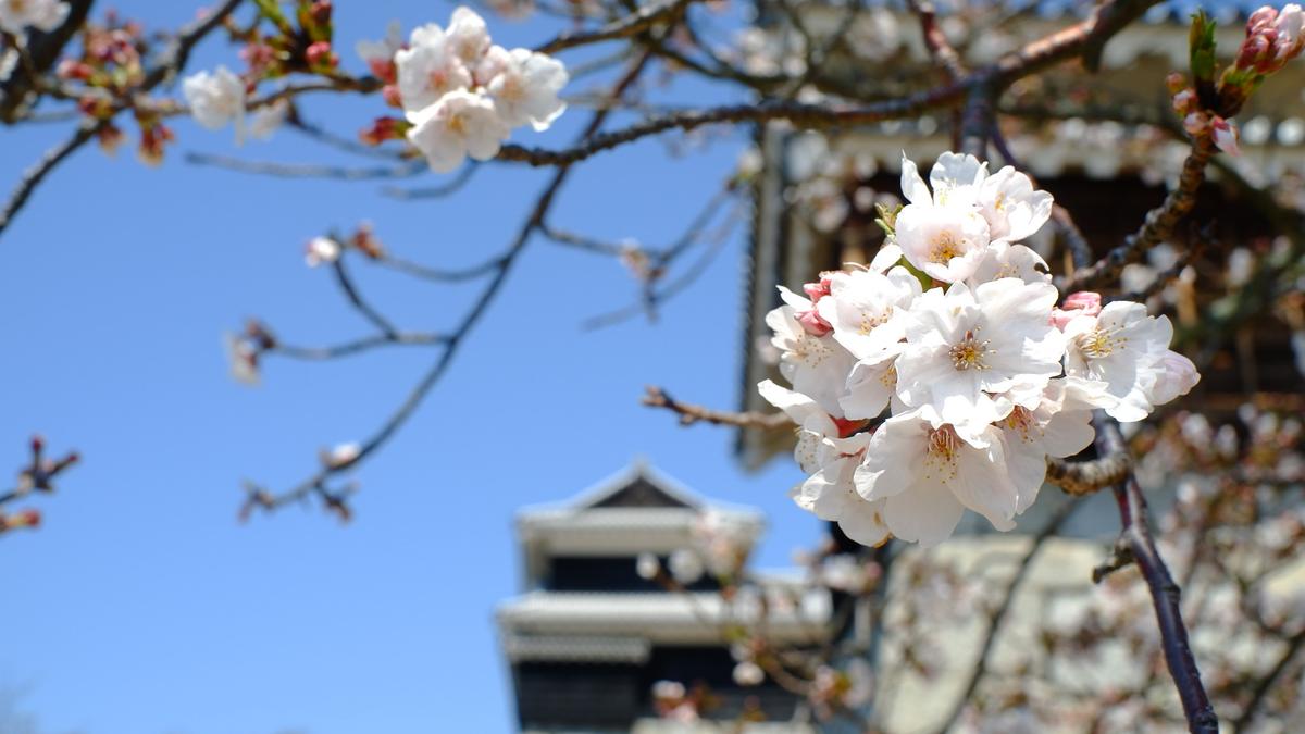 Jepang Prediksi Bunga Sakura Mulai Bermekaran di Pertengahan Maret