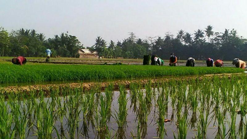 Aman Jika Gagal Panen, 40 Ribu Hektare Sawah di Karawang Punya Asuransi