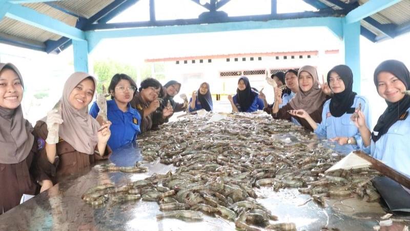 KKP: Politeknik AUP Serang Sukses Kembangkan Budi Daya Udang Vaname