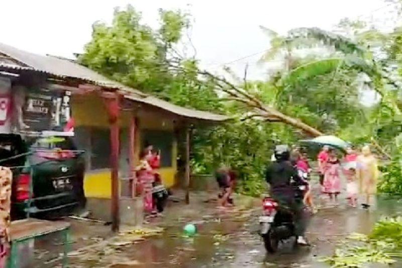 Angin Puting Beliung Terjang Puluhan Rumah di Bondowoso, 8 Warga Terluka