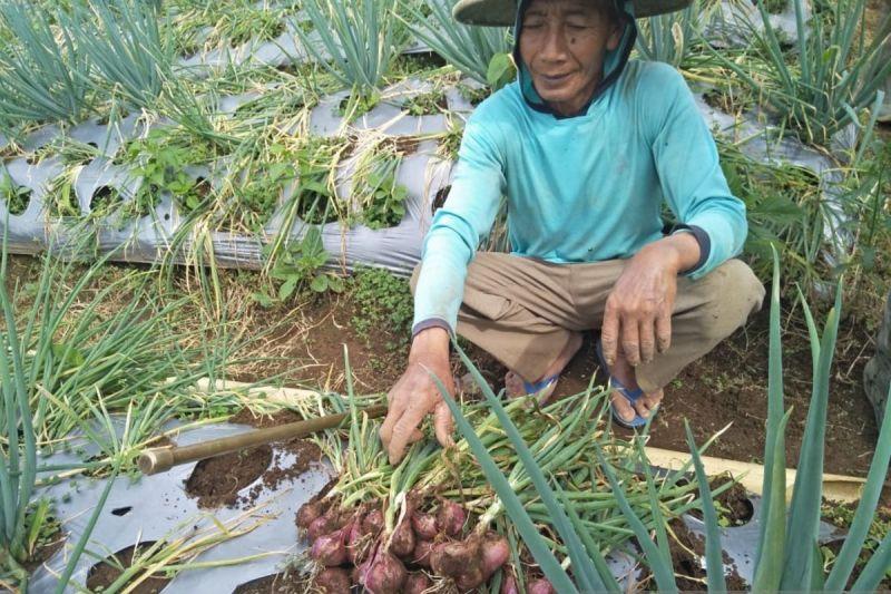 Menteri Amran Tegaskan Food Estate bukan Program Gagal