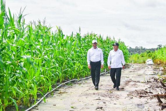 TKN Bantah Anggapan Proyek Food Estate Gagal: Butuh Waktu untuk Panen
