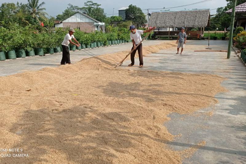 Food Estate di Lebak Banten Produksi 320 Ribu Ton Beras