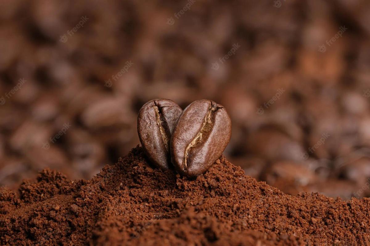Cuan dari Kopi Robusta dan Arabika NTB