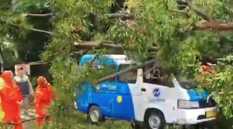 Pohon Tumbang Timpa Angkot JakLingko saat Melintas di Cakung Jaktim