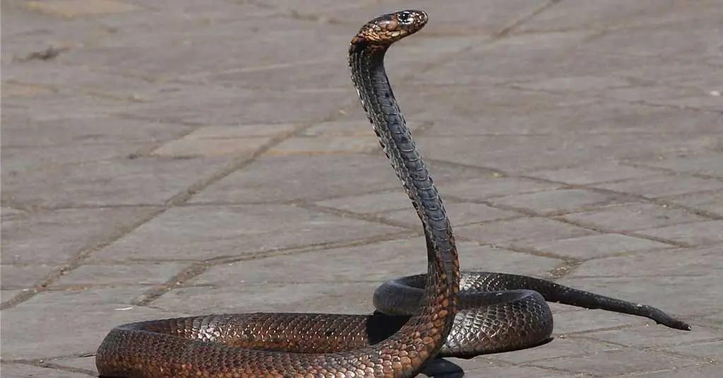 Ada Ular Kobra dalam Lemari Kamar, Warga di Bogor Panggil Petugas Damkar