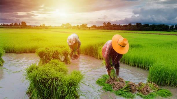 BPS Sebut Lonjakan Panen Bulan Februari-Maret, KTNA Yakin Indonesia Surplus Beras